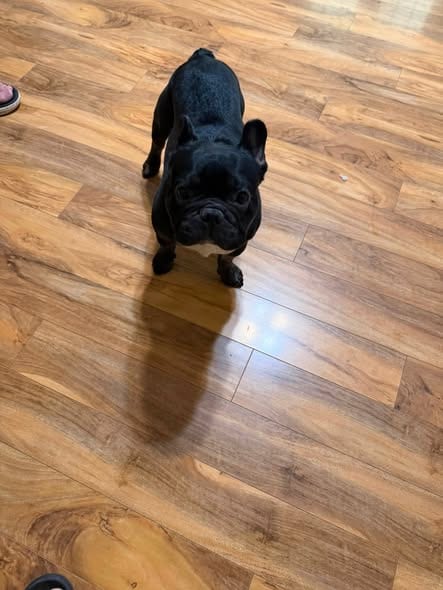 Photo of Teddy, adoptable French Bulldog in Jackson Township, New Jersey
