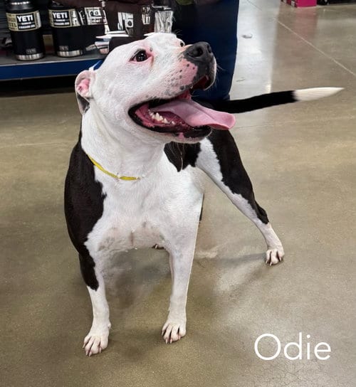 Photo of Odie FOSTER NEEDED, adoptable American Bulldog in Parker Ford, Pennsylvania