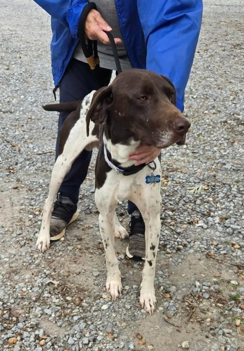 Photo of Rusty: At shelter available 10/4, adoptable German Shorthaired Pointer in Rustburg, Virginia