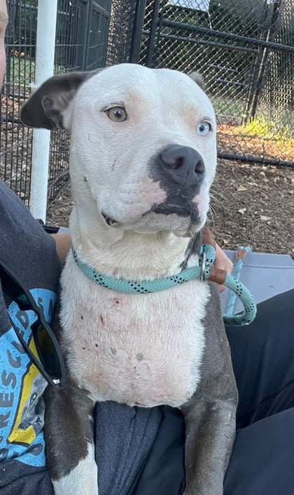 Photo of Alcantara, adoptable dog in Chamblee, Georgia