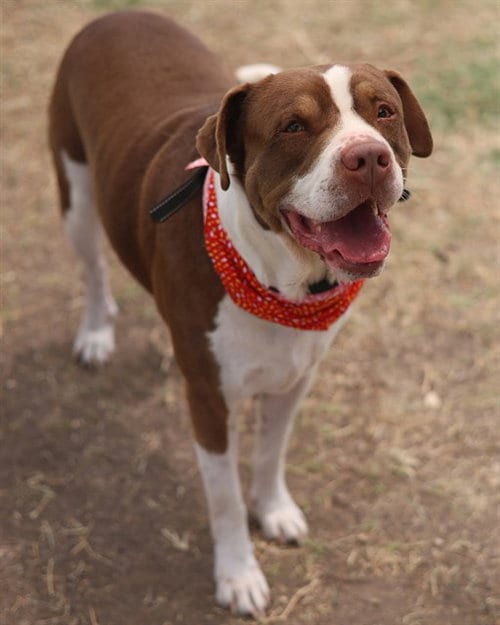 Photo of Chonky, adoptable American Staffordshire Terrier in San Antonio, Texas