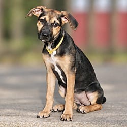 Photo of Bella, adoptable German Shepherd Dog in East Hartford, Connecticut