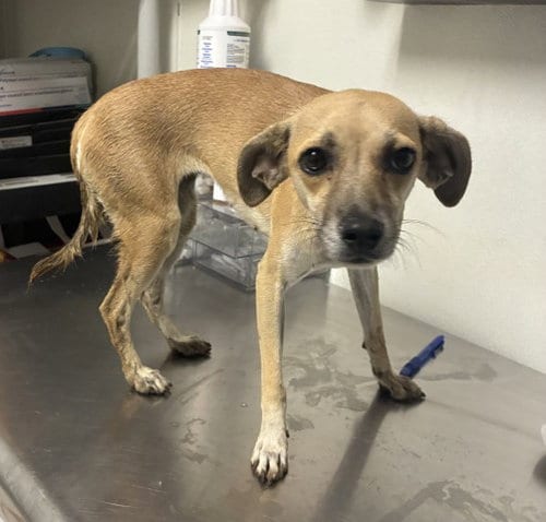 Photo of Phoenix, adoptable Chihuahua in Bakersfield, California