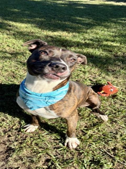 Photo of Zeus, adoptable Pit Bull Terrier in Wilmington, North Carolina
