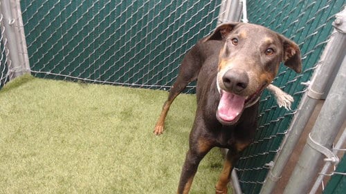 Photo of Silver, adoptable Doberman Pinscher in Downey, California