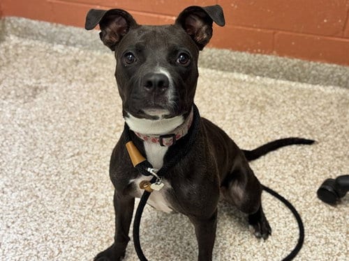 Photo of Scramble, adoptable Pit Bull Terrier in Pueblo, Colorado
