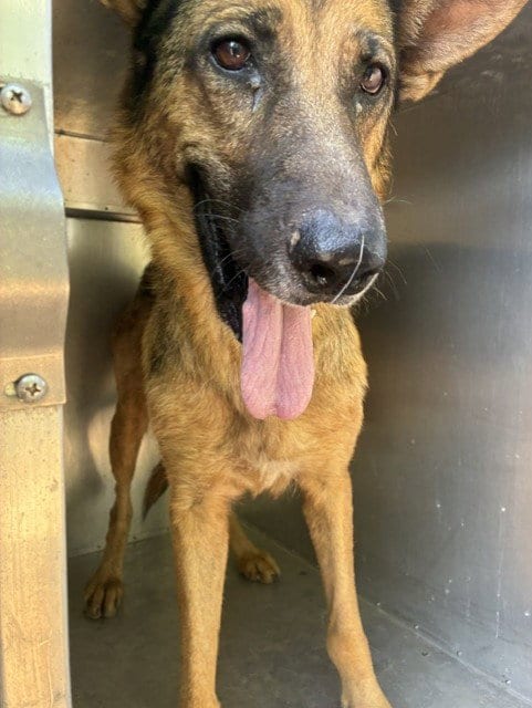 Photo of Pumpkin, adoptable German Shepherd Dog in Phoenix, Arizona