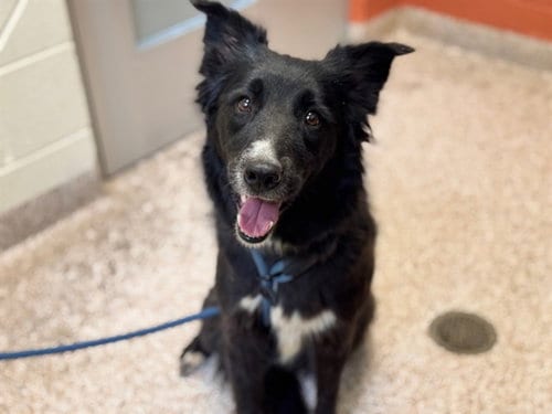 Photo of Juliet, adoptable Border Collie in Pueblo, Colorado