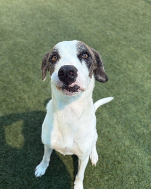 Photo of Max, adoptable Mixed Breed