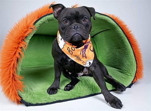 Photo of Kamala, adoptable French Bulldog in Ft Lauderdale, Florida