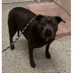 Photo of Daisy Duck, adoptable American Pit Bull Terrier in Kansas City, Missouri