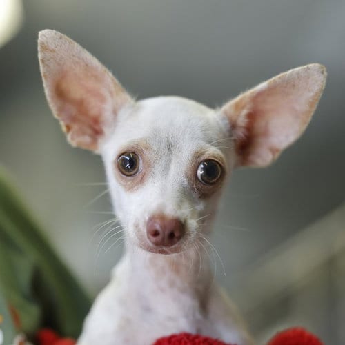 Photo of Hercules, adoptable Chihuahua in San Antonio, Texas