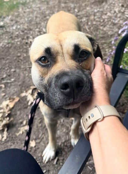 Photo of Zebra Mussel, adoptable dog in Baltimore, Maryland