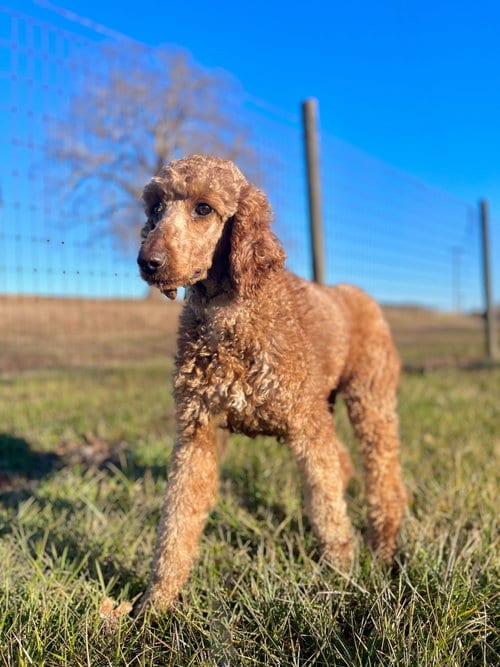 Photo of Lucy OH Jan 24, adoptable Poodle (Standard) in Pacolet, South Carolina