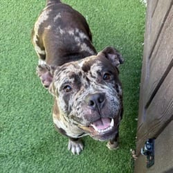 Photo of Stubble 5714, adoptable American Pit Bull Terrier in Loxahatchee, Florida