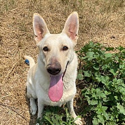 Photo of Sidney -SUPER STAR, adoptable German Shepherd Dog in Baltimore, Maryland
