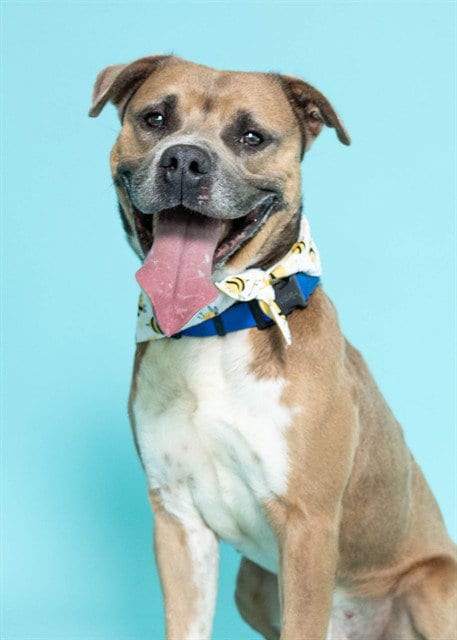 Photo of Howie, adoptable American Staffordshire Terrier in Fort Lauderdale, Florida