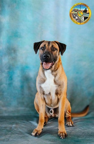 Photo of Marty, adoptable Black Mouth Cur in Lathrop, California