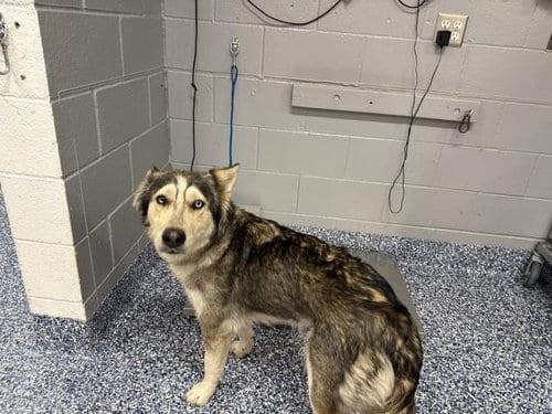 Photo of Mamas, adoptable German Shepherd Dog in Thousand Palms, California