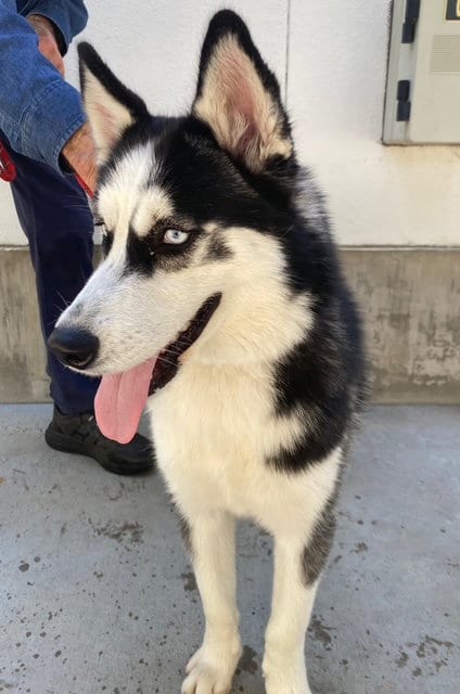 Photo of Alfa, adoptable Siberian Husky in Van Nuys, California