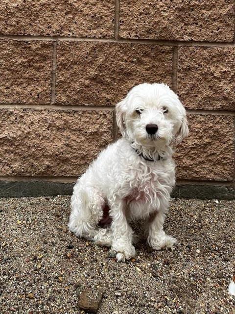 Photo of Pebbles, adoptable Maltese in Thousand Palms, California