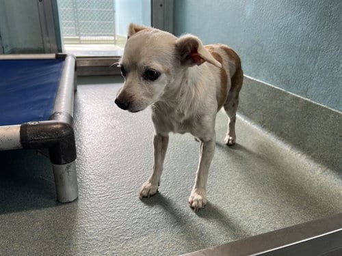 Photo of Princess, adoptable Chihuahua in Baldwin Park, California