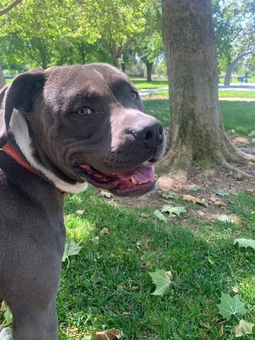 Photo of Equilibrium, adoptable Pit Bull Terrier in Elk Grove, California