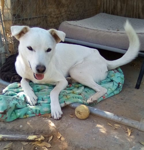 Photo of Harry Pawter of the Hogwarts family, adoptable Jindo (Korean) in Apple Valley, California