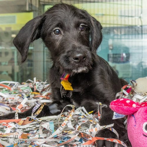 Photo of Mr Green, adoptable Schnauzer in St Louis, Missouri