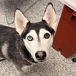 Photo of Grace, adoptable Siberian Husky in Golden, Colorado