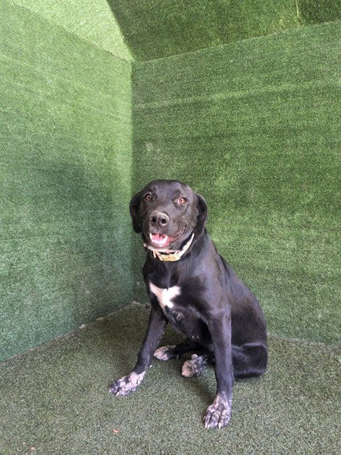 Photo of Baby Girl, adoptable Labrador Retriever in Lancaster, California