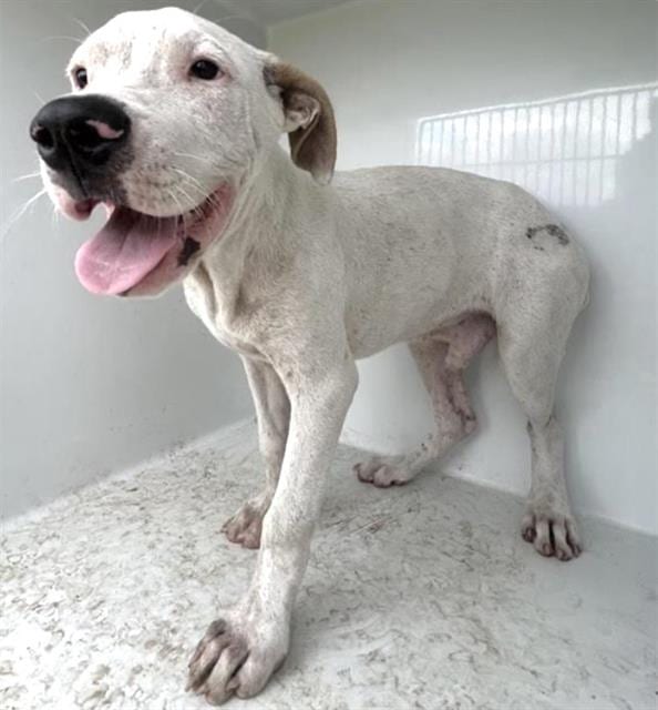 Photo of Senior Pit Bull Terrier mix, adoptable Pit Bull Terrier mix in Houston, Texas