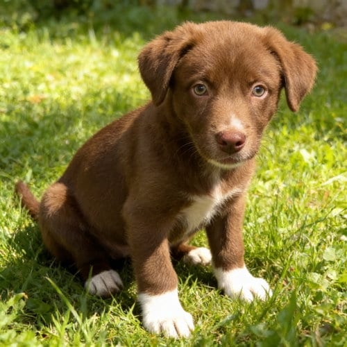Photo of Bruce Wayne, adoptable Australian Shepherd in Chandler, Arizona