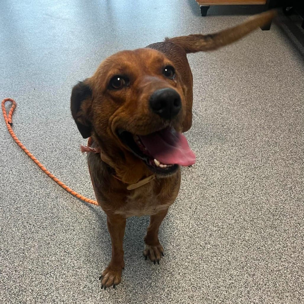 Photo of Butternut, adoptable Hound / Mixed Breed (Medium) in Monticello, Iowa