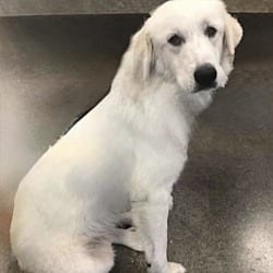 Photo of Maizey, adoptable Golden Retriever in Yorkville, Illinois