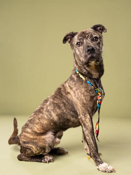 Photo of Deuce, adoptable dog in Atlanta, Georgia