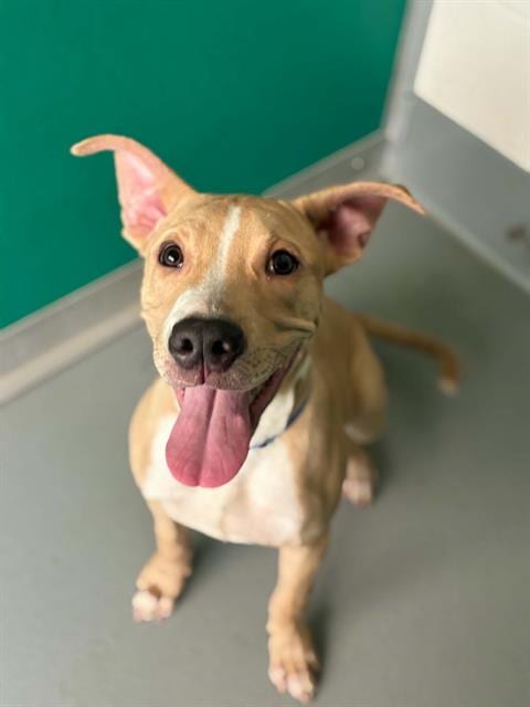 Photo of A256749, adoptable Pit Bull Terrier in Visalia, California