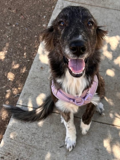 Photo of Nina, adoptable Australian Shepherd/Mix in The Colony, Texas