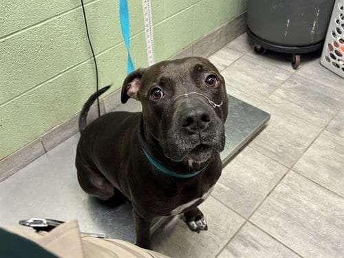 Photo of Ace, adoptable American Pit Bull Terrier in Grand Prairie, Texas