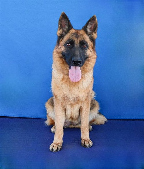 Photo of Julie, adoptable German Shepherd Dog in Baldwin Park, California