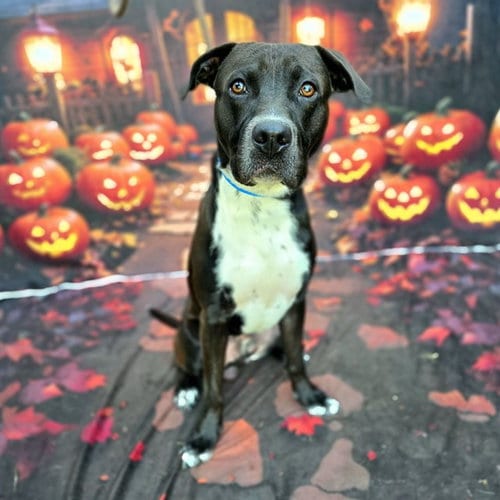 Photo of Forest, adoptable Labrador Retriever in Long Beach, California