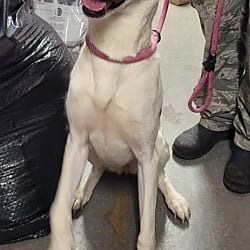 Photo of Gabriella, adoptable Hound (Unknown Type) Retriever (Unknown Type) in Richmond, Indiana