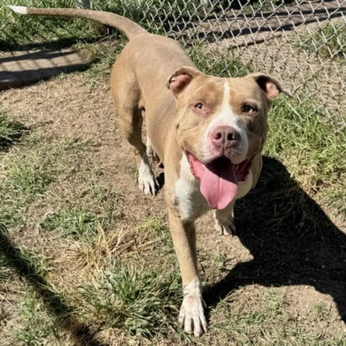 Photo of Baloo, adoptable American Bulldog in Houston, Texas