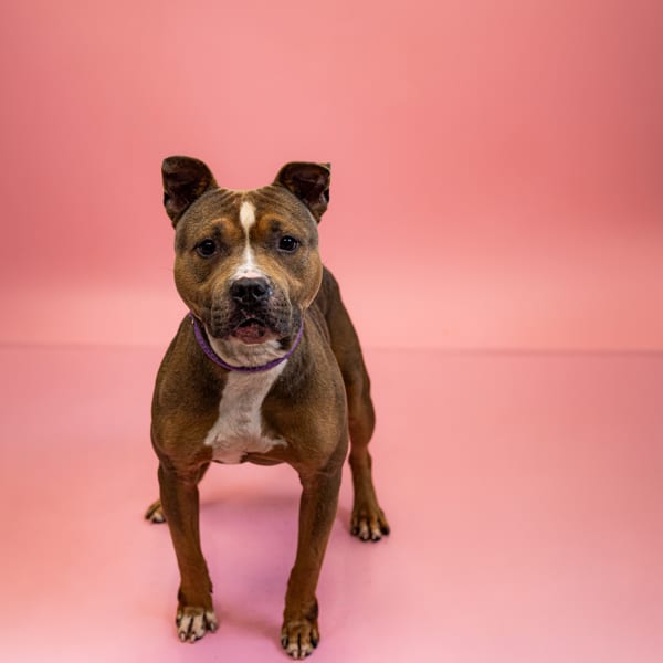 Photo of Ravioli, adoptable Pit Bull cross in Lawrenceville, Georgia