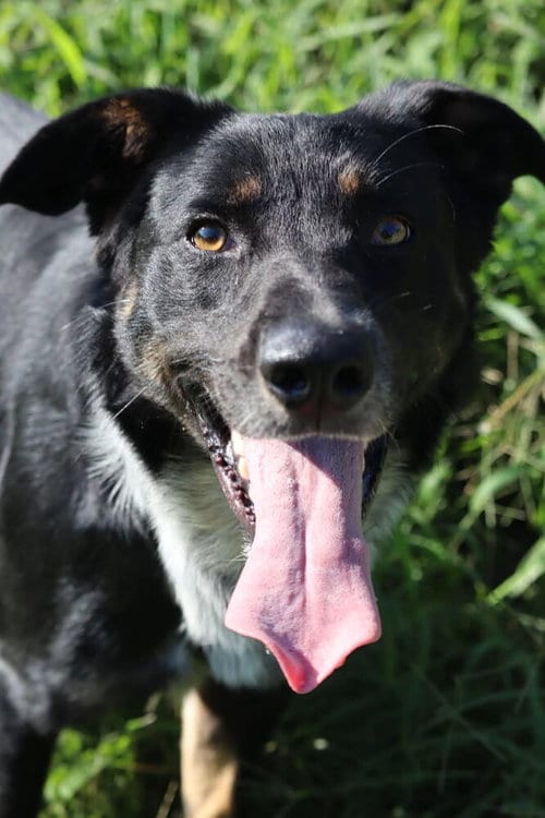 Photo of Bandit, adoptable Border Collie in garner, North Carolina