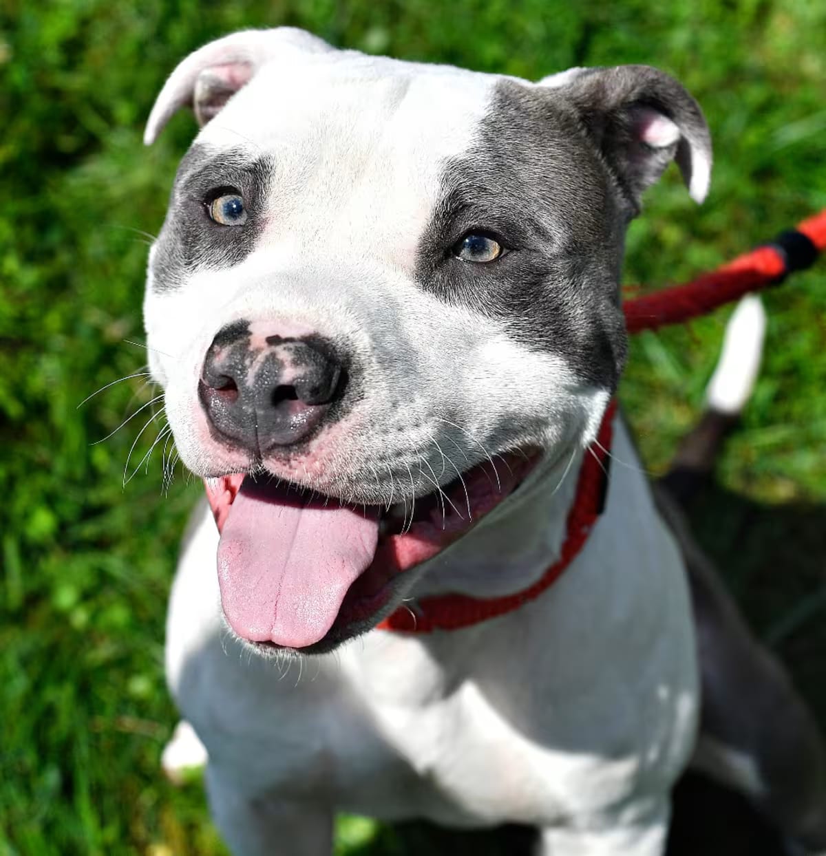 Photo of Mochi, adoptable American Pit Bull Terrier/Mixed Breed (Medium) in York, Pennsylvania