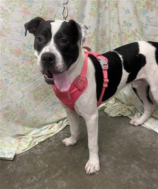 Photo of Bruno, adoptable Boxer in Rosenberg, Texas