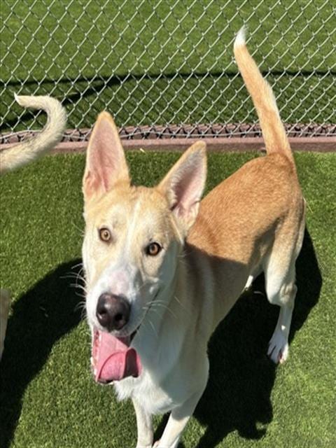 Photo of Silias, adoptable German Shepherd Dog in San Bernardino, California
