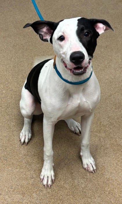 Photo of Deja Moo, adoptable dog in Chamblee, Georgia