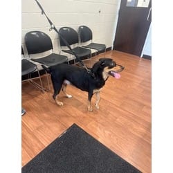 Photo of Mirah, adoptable Rottweiler in Baton Rouge, Louisiana